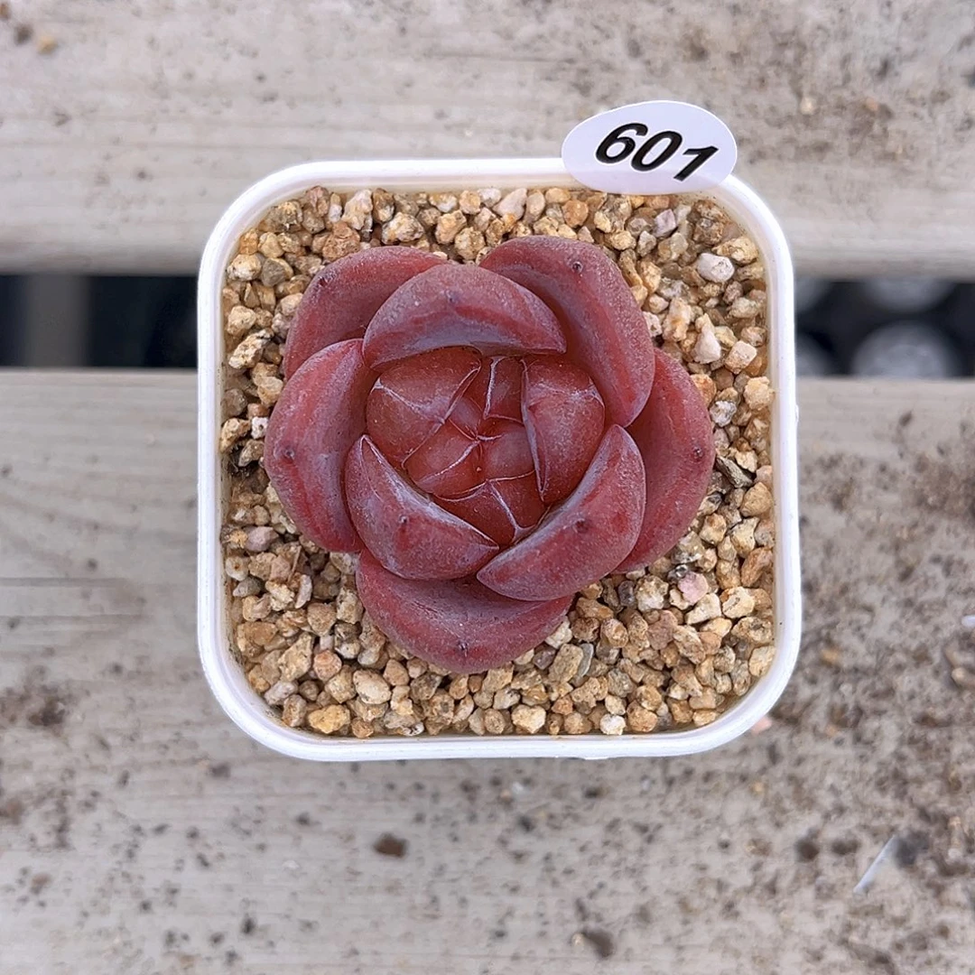 601一物一拍孤品多肉