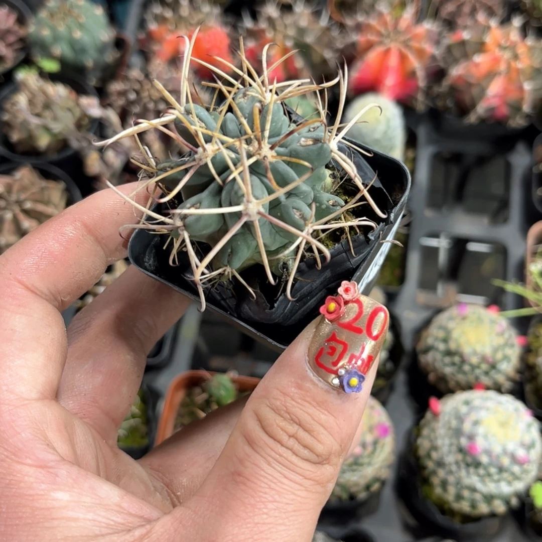 机***黄24462一物一拍单头发货