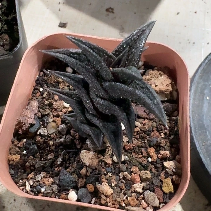 行*尼古拉十二卷