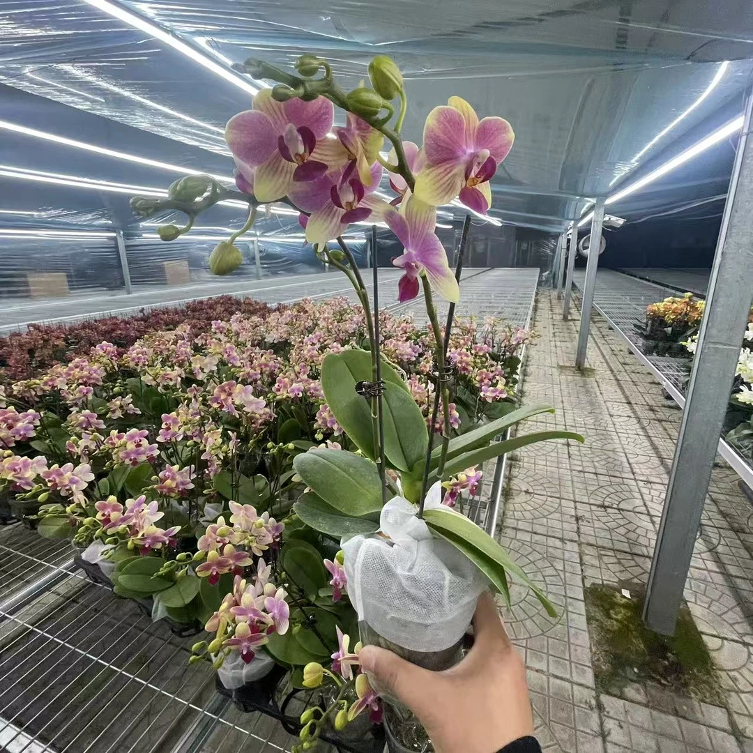 【花之漫】（夏日）3.5寸杯双剑蝴蝶兰花卉室内阳台桌面盆栽