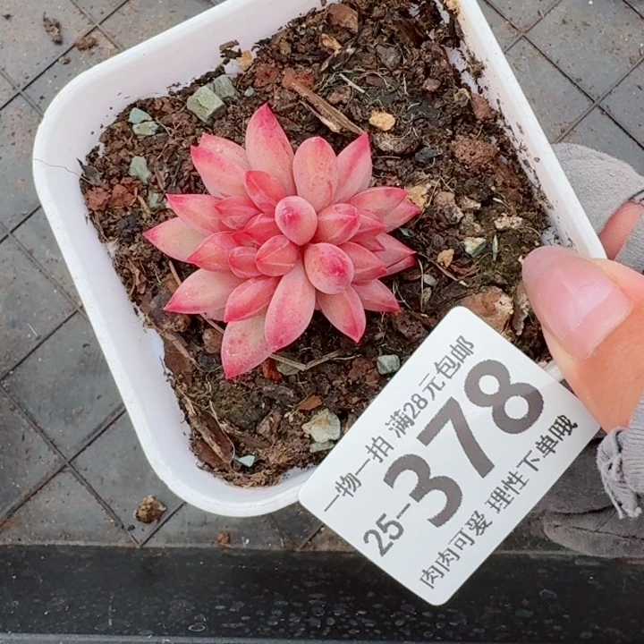 金鱼姬多肉无盆土发货无