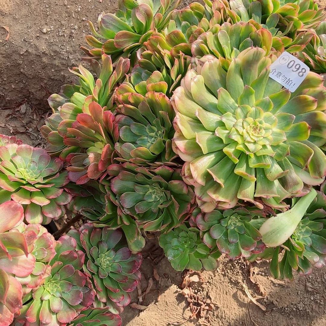 无花朵林*多肉植物098