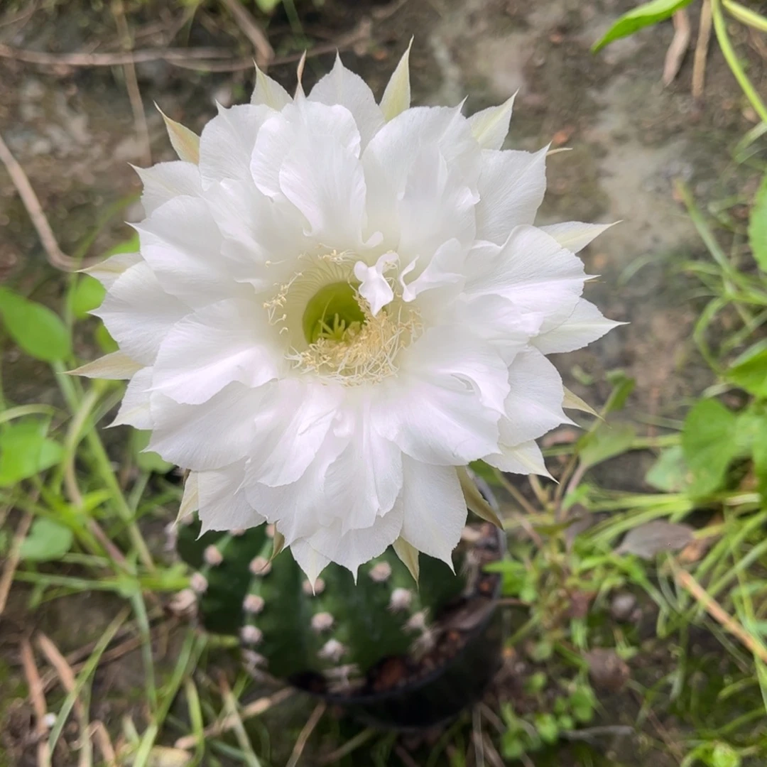 别**多实生黑金刚仙人球