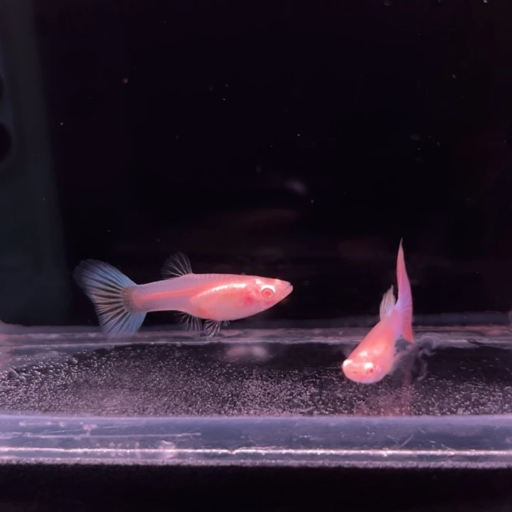 孔雀鱼天使彩虹1对