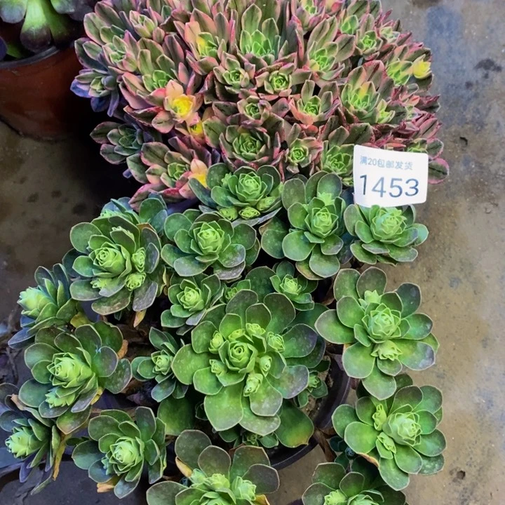 两盆多肉断头不包1453