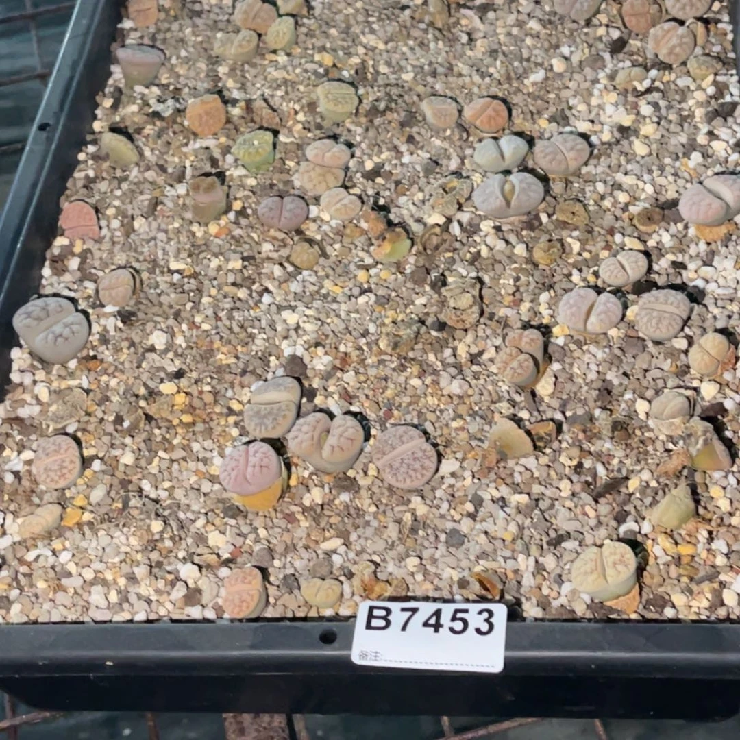 锦***棠7453福利筐1不售后
