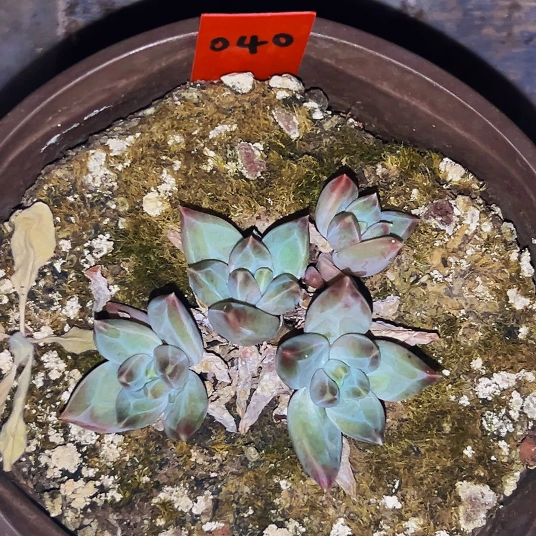 桔云多肉美人精品系列