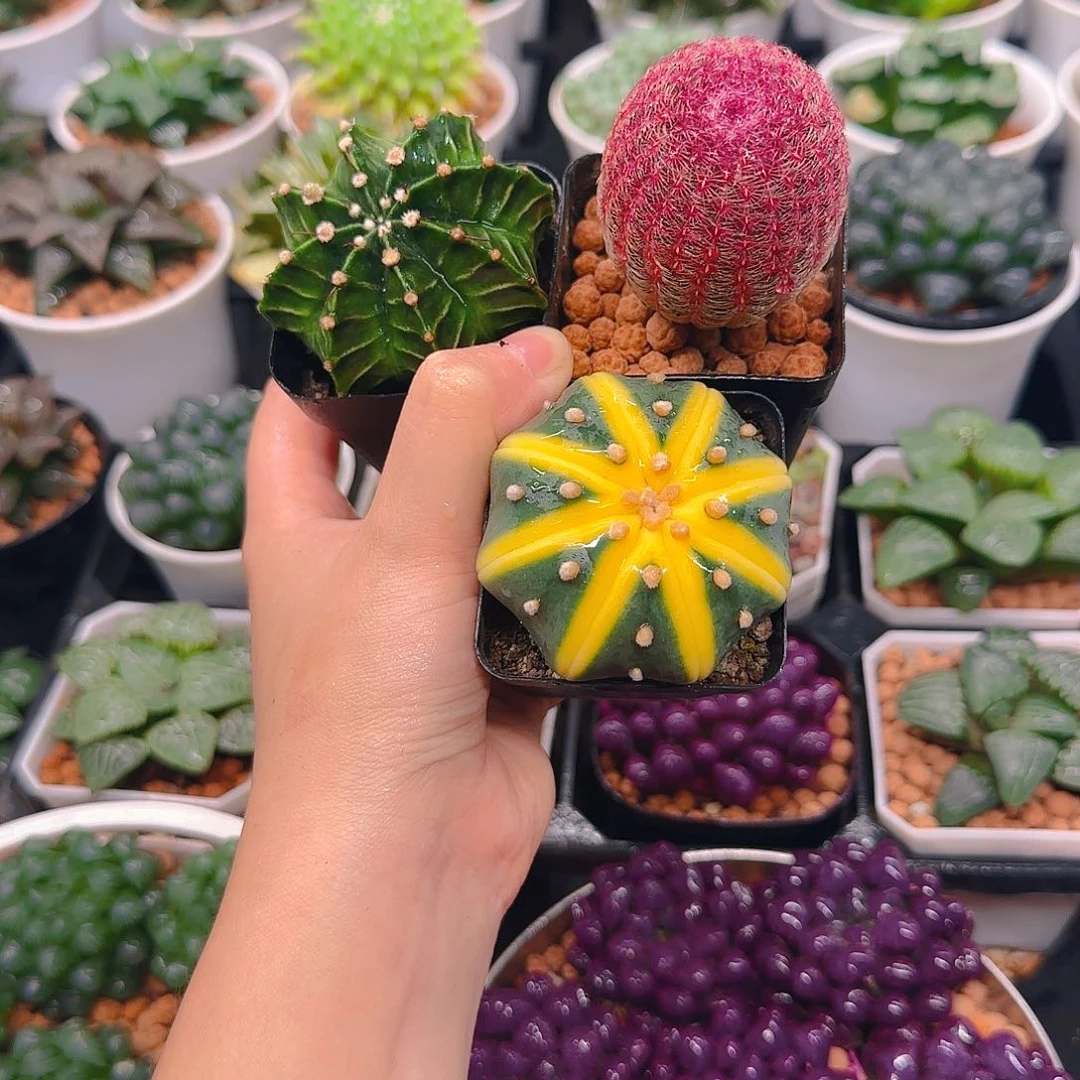 南瓜球，红太阳，肋骨，原盆