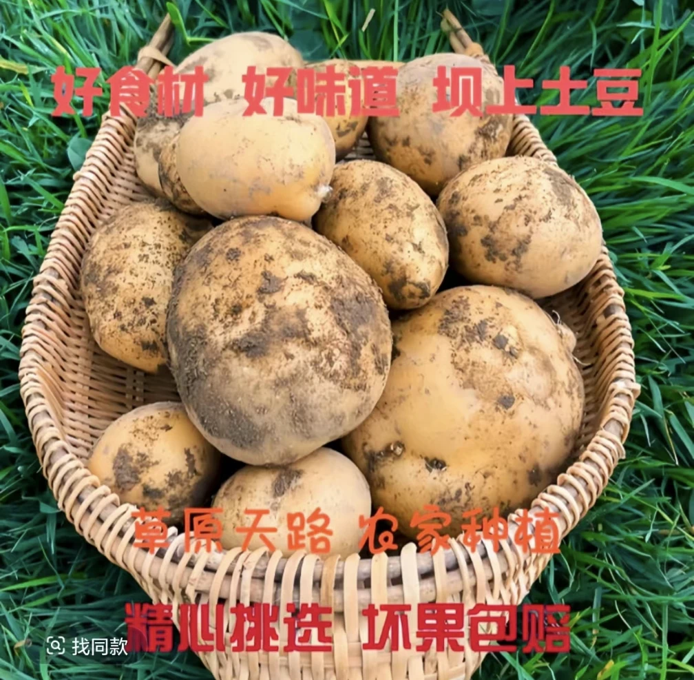 张家口坝上新土豆黄皮黄心旱沙地沙糯粉面现挖现发5斤