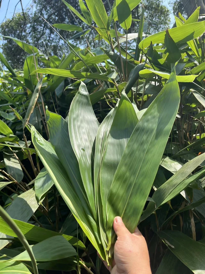 【顺丰包邮】新鲜粽子叶野生粽叶现摘现发无添加不水煮不加工