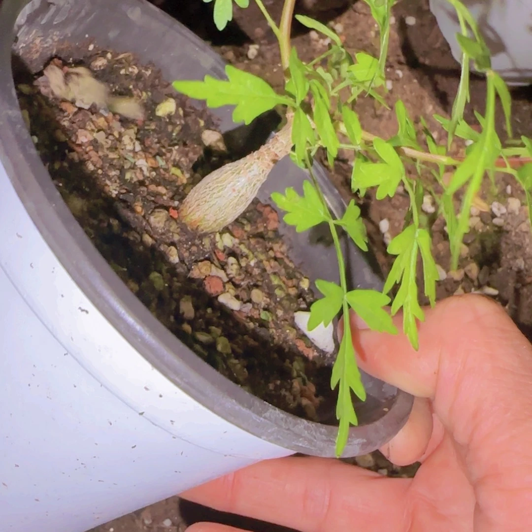 木***生块根植物块根植物