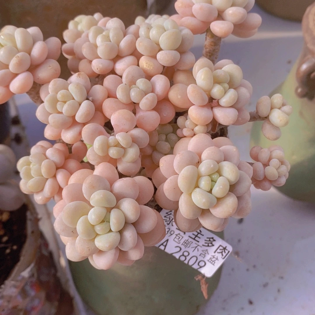 洛可可老桩11cm2809多肉植物