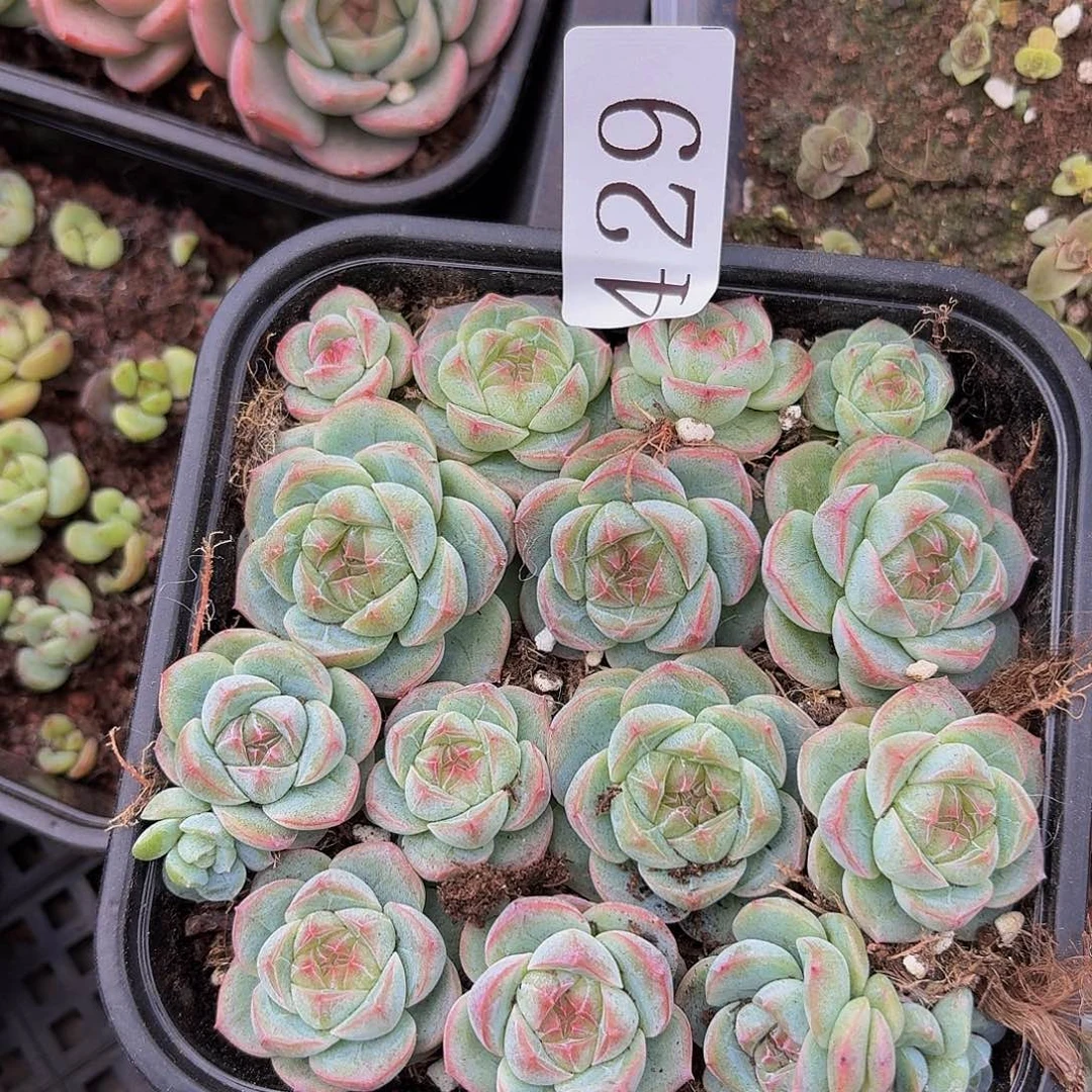 ?****?多肉植物多肉植物429