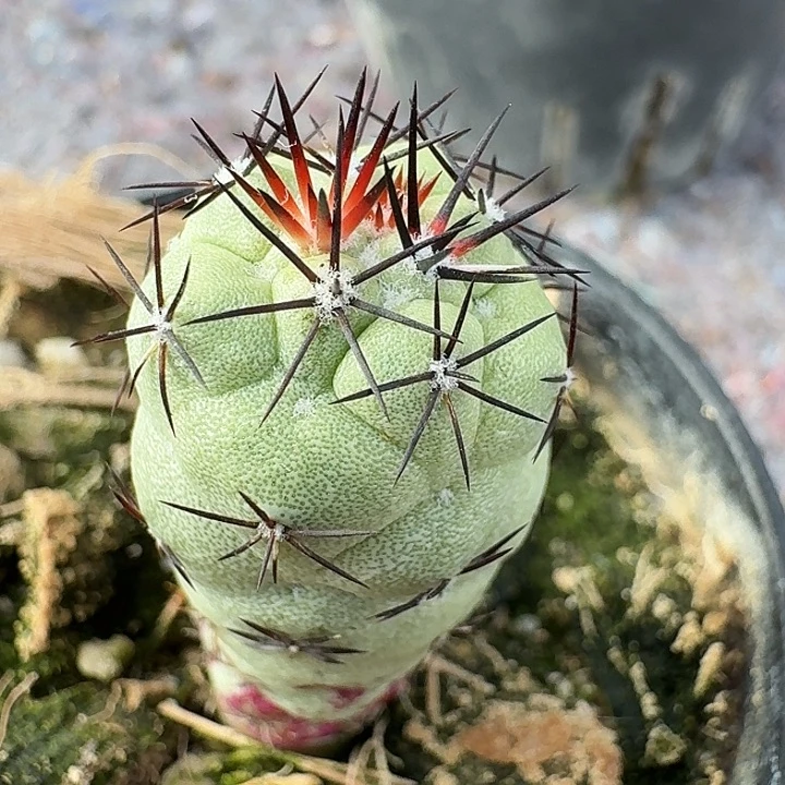 帝王丸自根仙人球