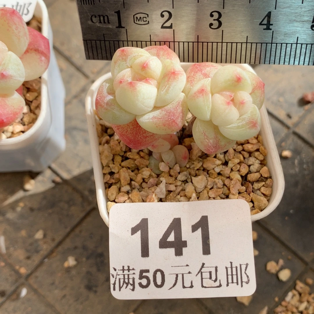 141。小腿冰玉三头。白底。