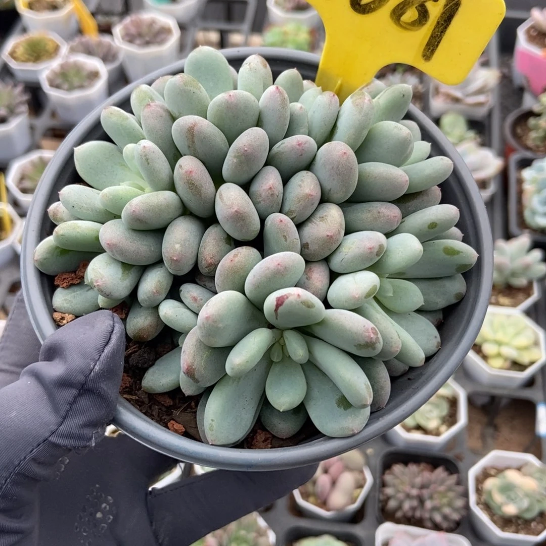 6081香香雪多肉植物