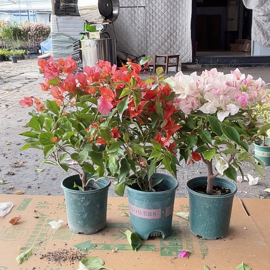 大部分花苞少量开放红桑巴，波妹，章红樱组合