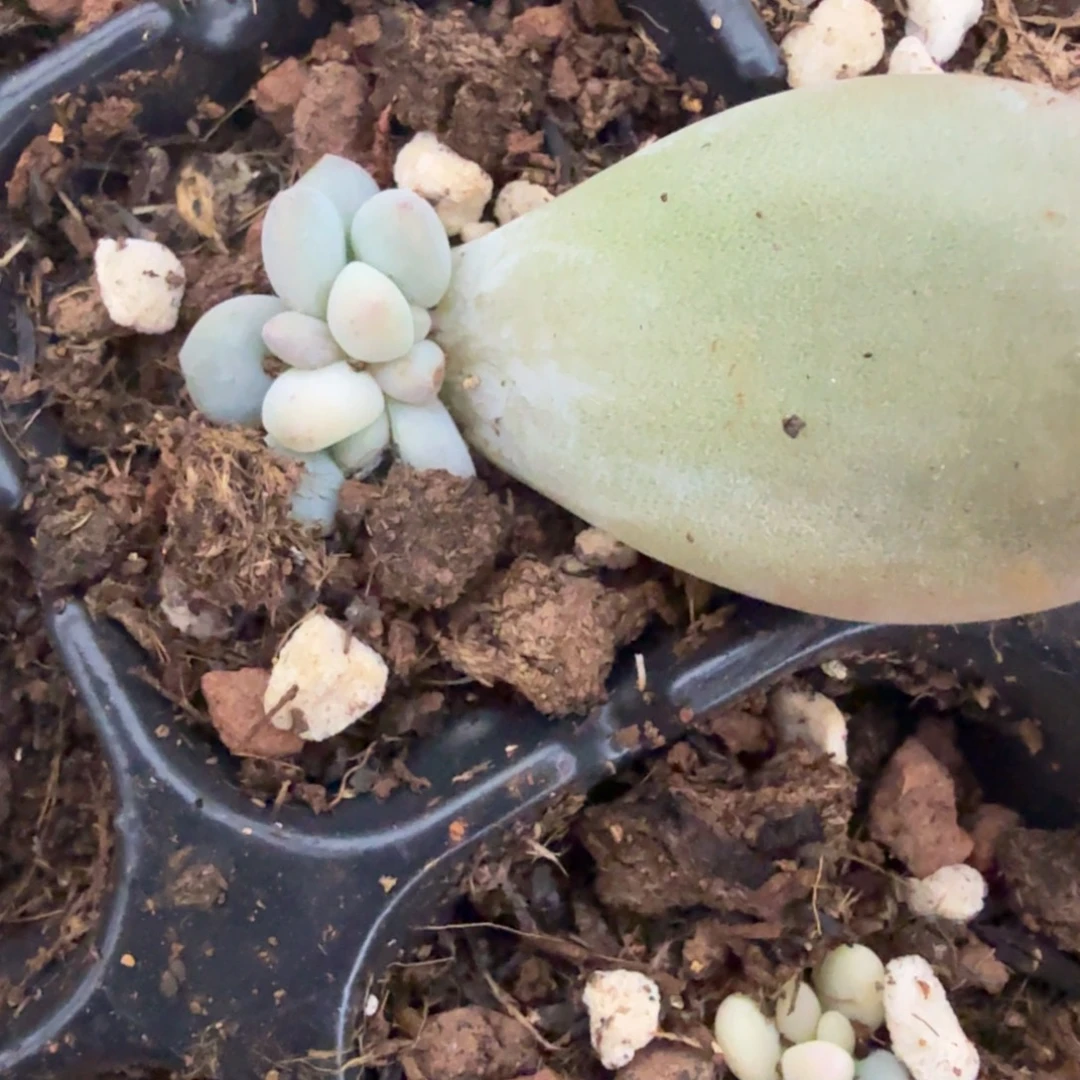 无名盲盒多肉锦植物