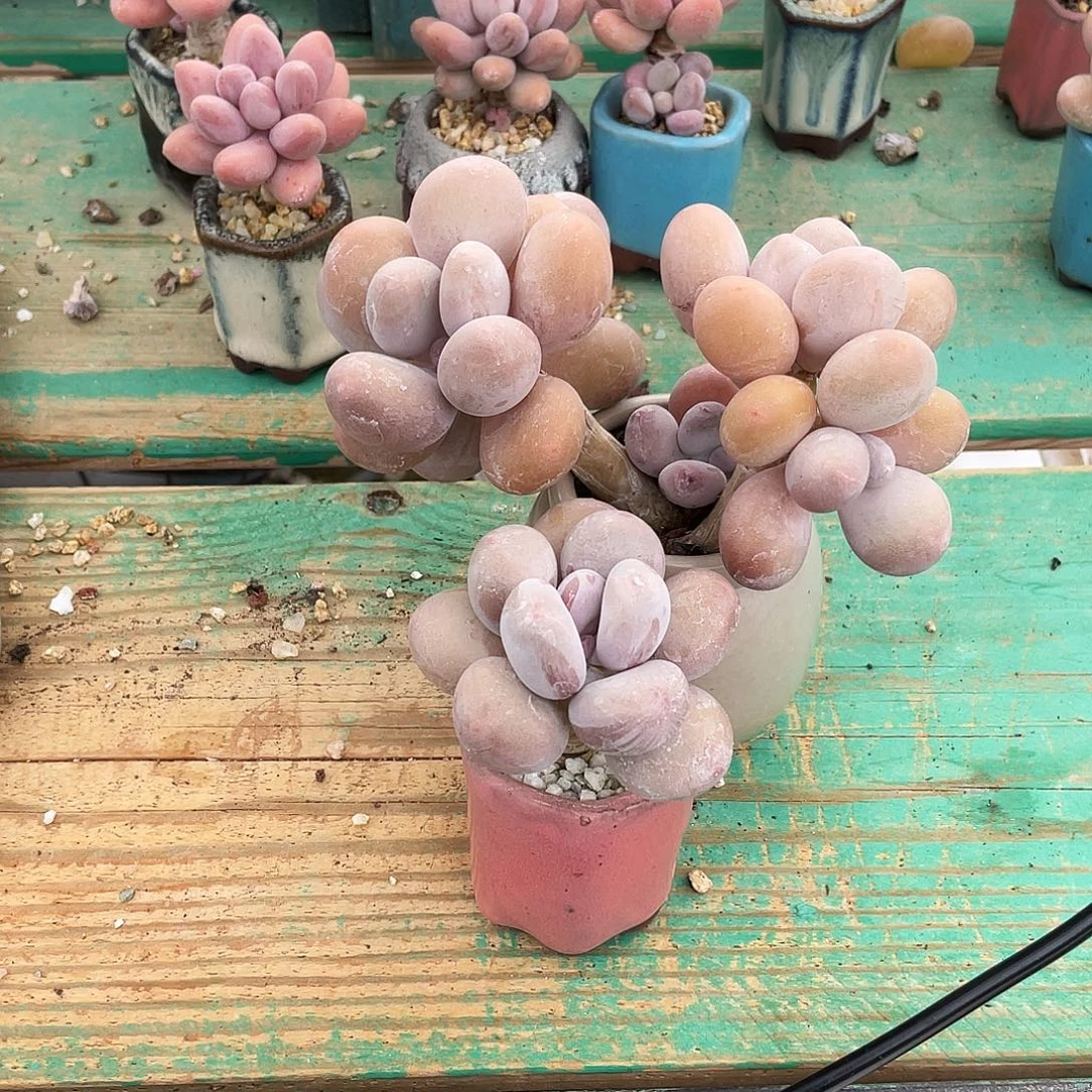 多肉植物的生长发育