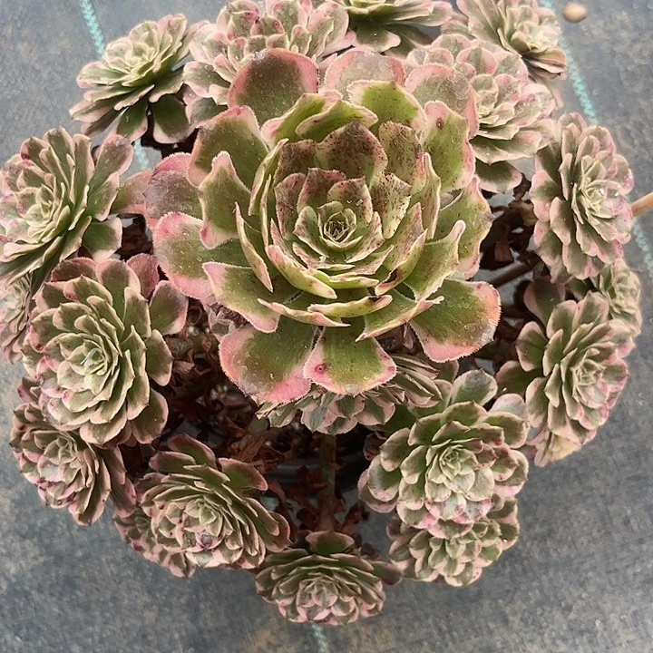 多肉植物霁月锦……
