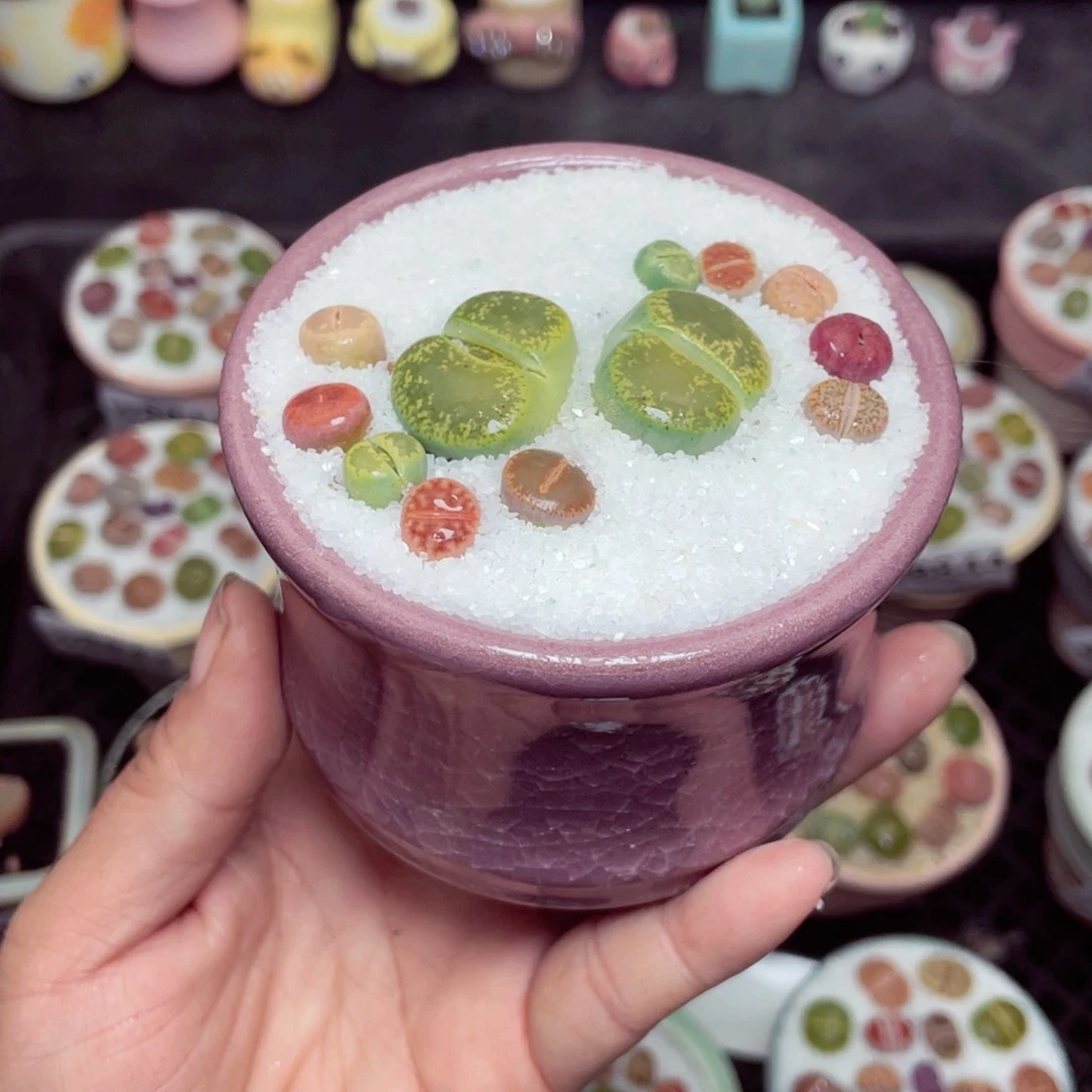 晨****w8861 带盆土发货-零下地区拍保温箱