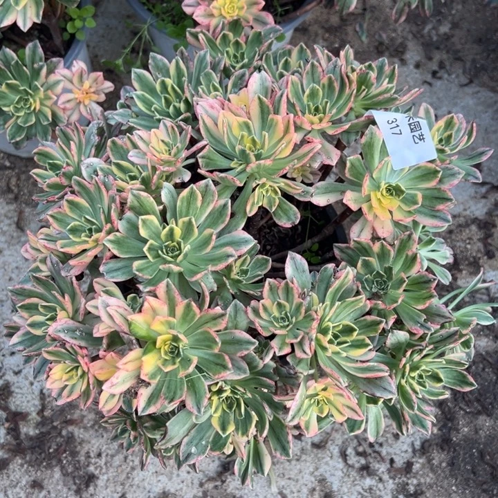 甜茶多肉植物大颗317