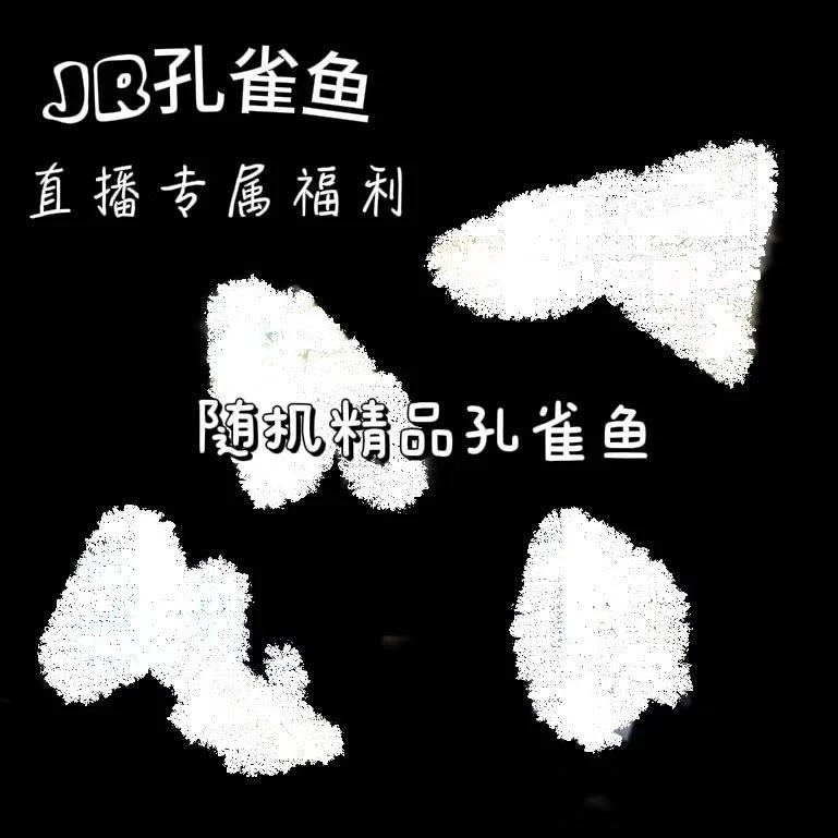JR鱼房孔雀鱼随机一对