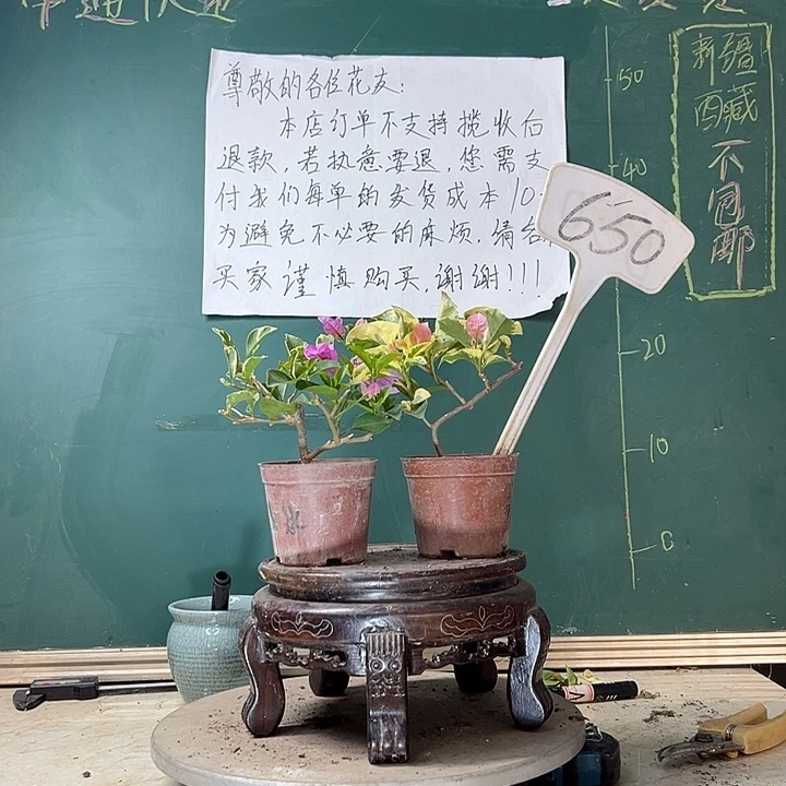 当前无花栽培后可以开花中国丽人掌中宝 雪紫冰淇淋同株掌中宝650