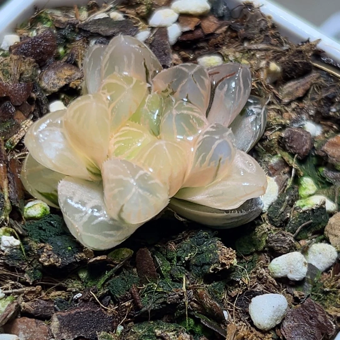 恭喜发财大吉大利827