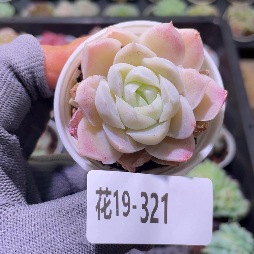 花利美19-321白月影