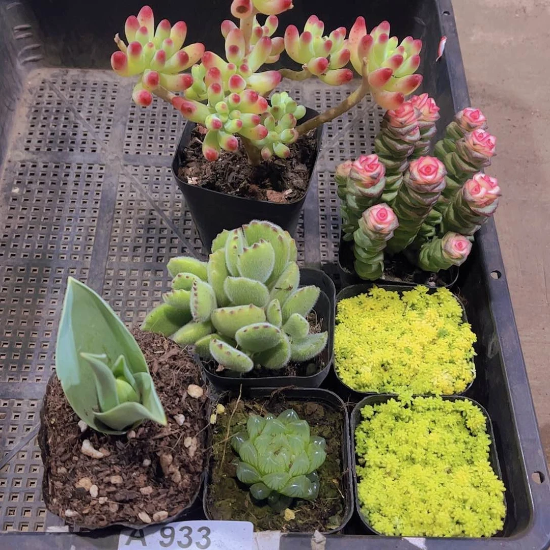 多肉933多肉植物