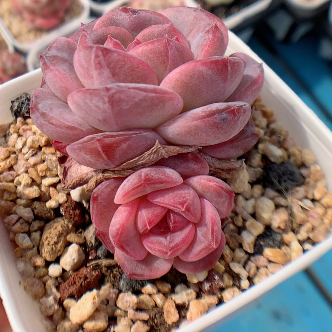 多肉植物。红琥珀58