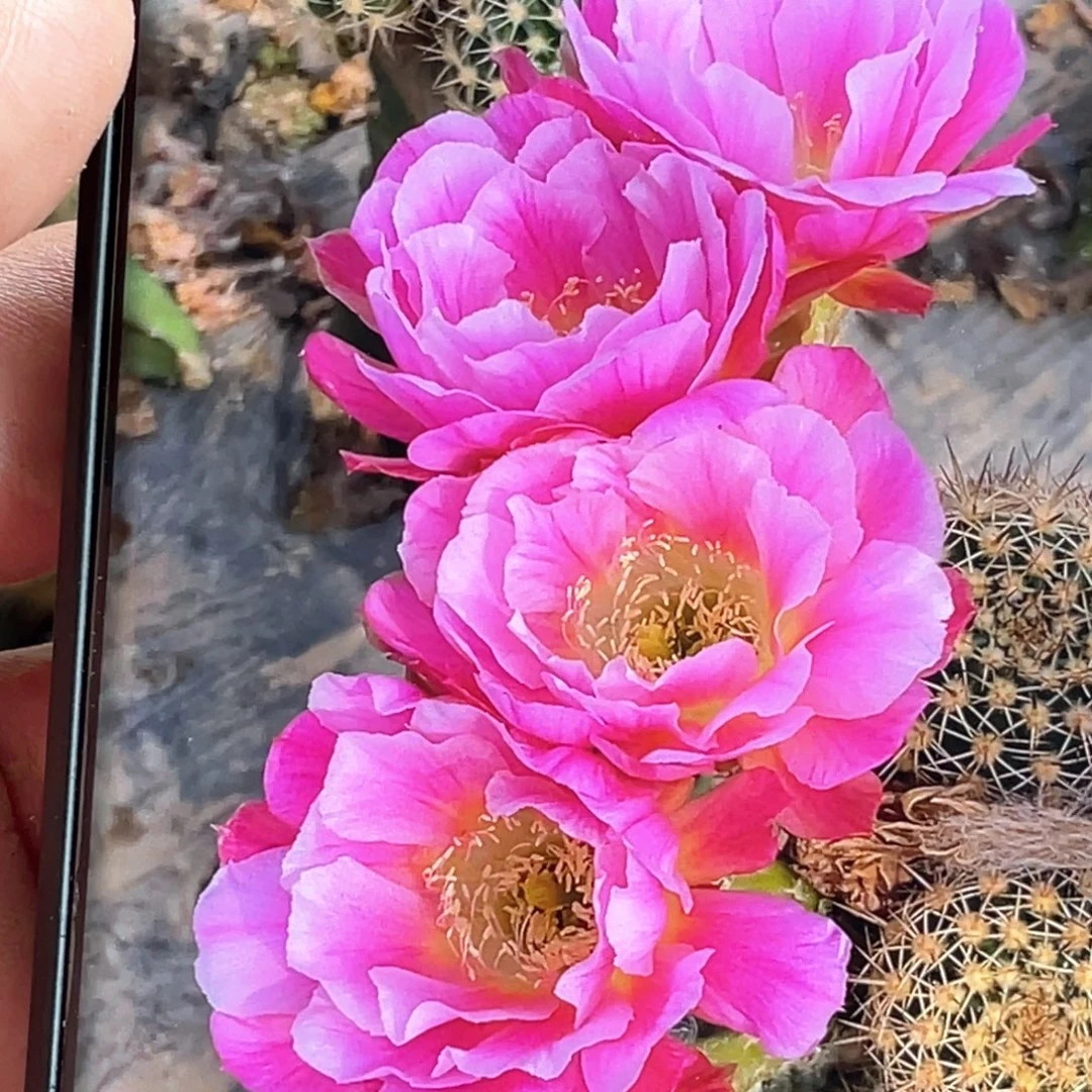 丽 丘比特侧芽 歪 满20包邮4公分