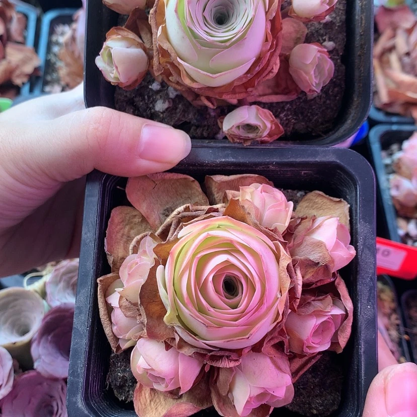 【闪购商品】节**业两颗542