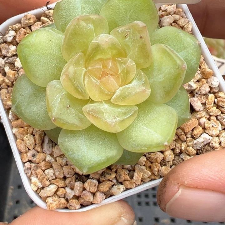 372号风花雪月系列新个体有伤