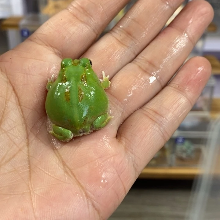 陈***节角蛙487号微瑕疵波子