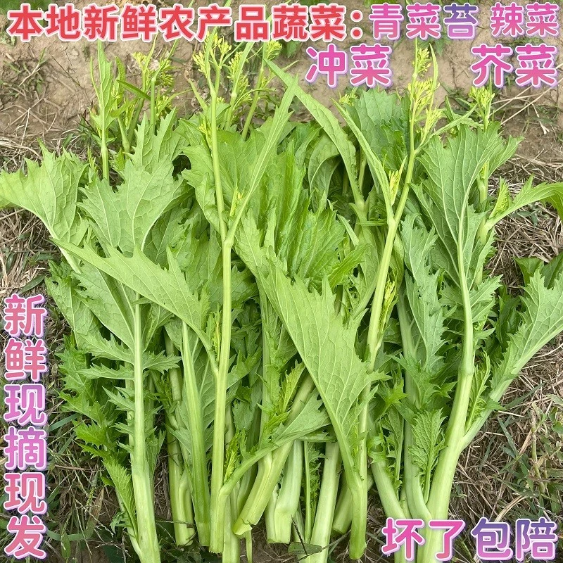 直播贵州农家新鲜蔬菜青菜苔荠菜苔冲鼻菜腊菜冲菜辣辣菜500g包邮