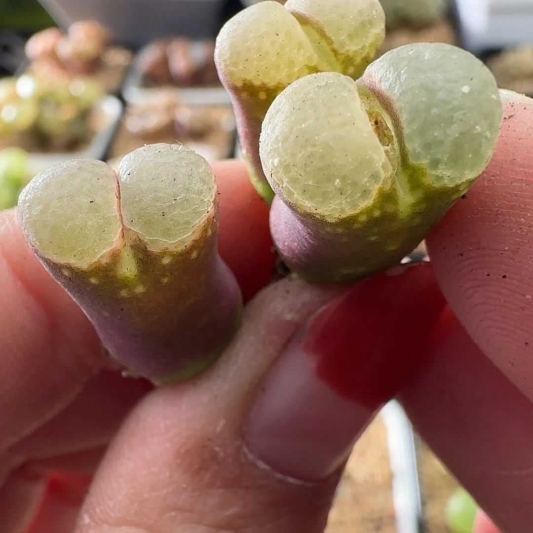 两颗一起喜欢可以拍2378