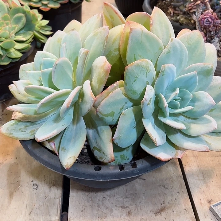 国版奶茶老桩三头一物一拍