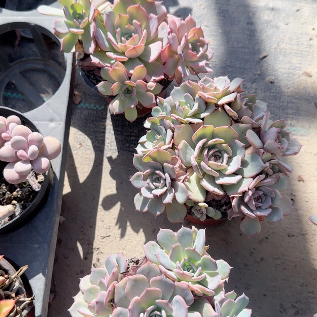 无花朵劳伦斯小手捧90