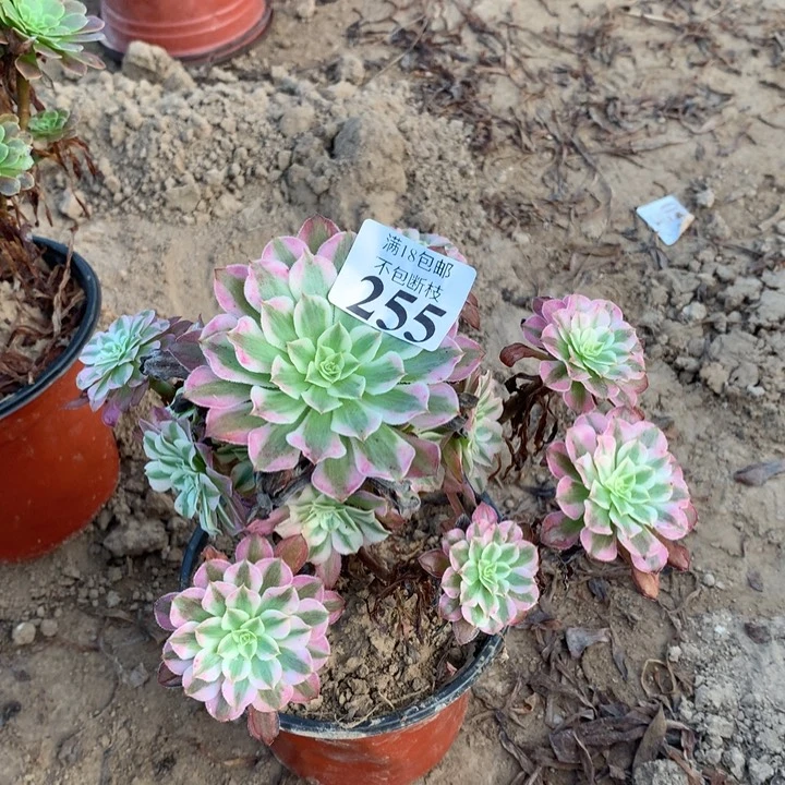 255铜壶白手捧2号