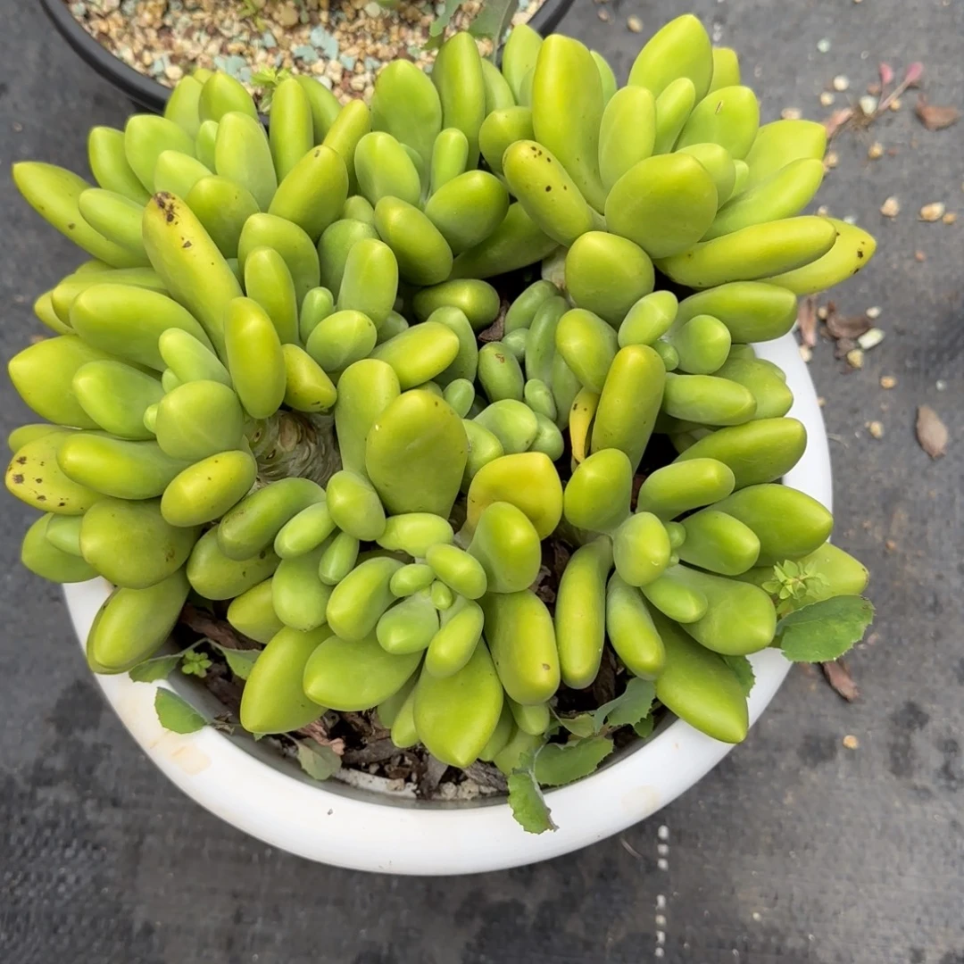 一物一拍芒果奶23