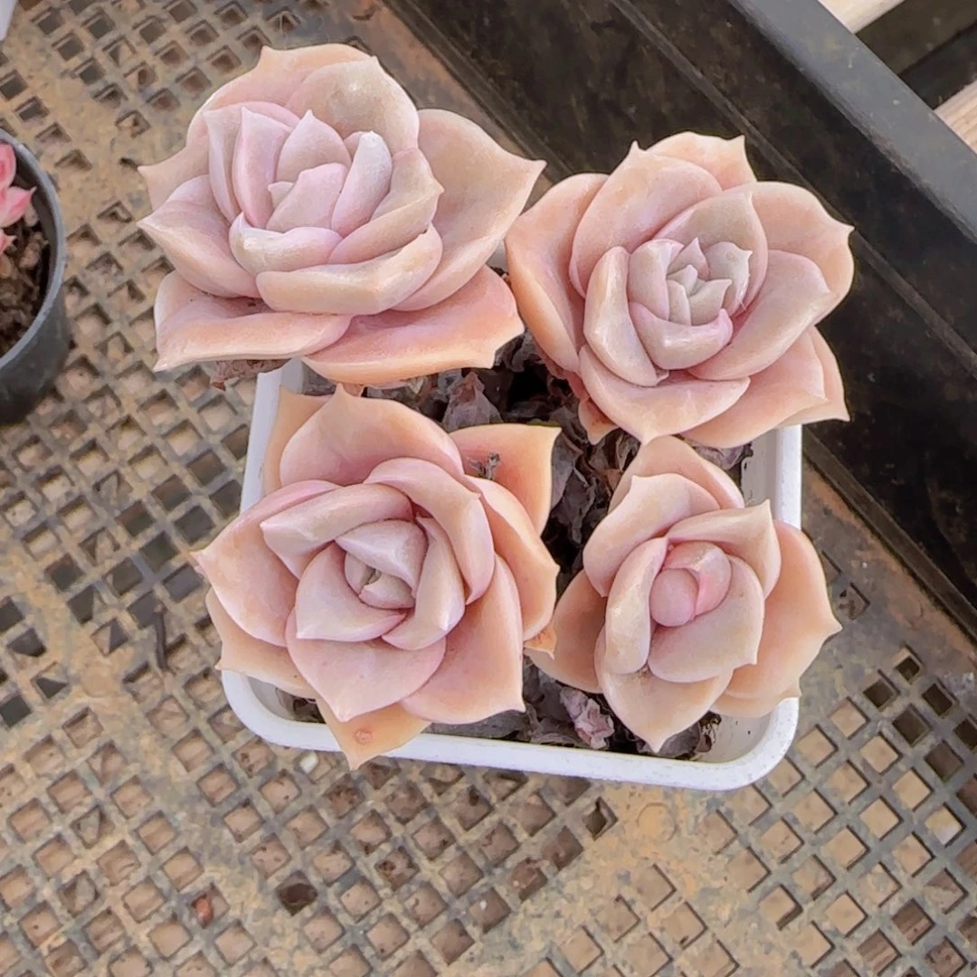 可爱玫瑰群全状态一颗4头