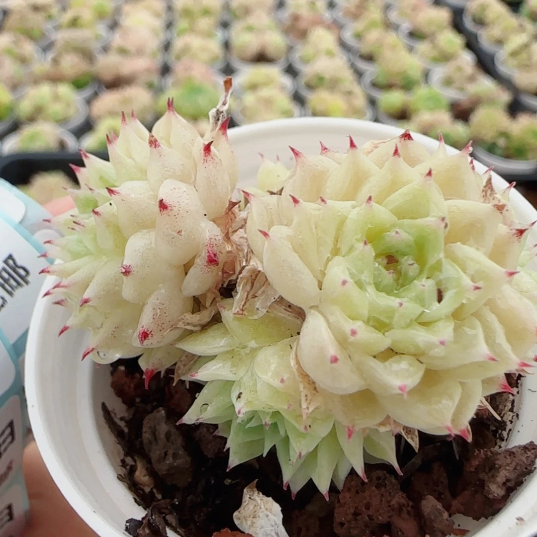 花语逸镜0623-100散