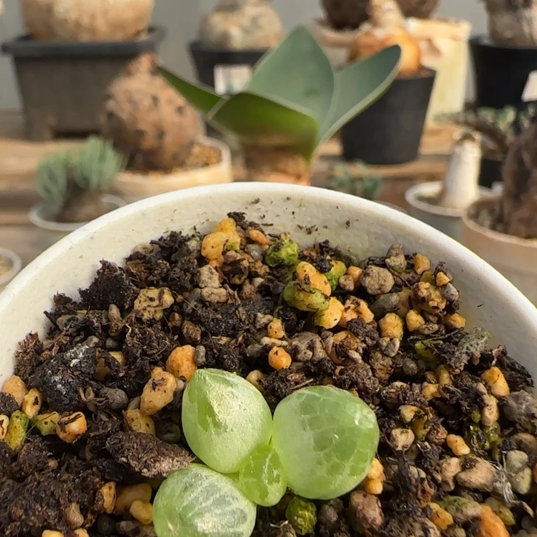 122洛丽塔洛丽塔