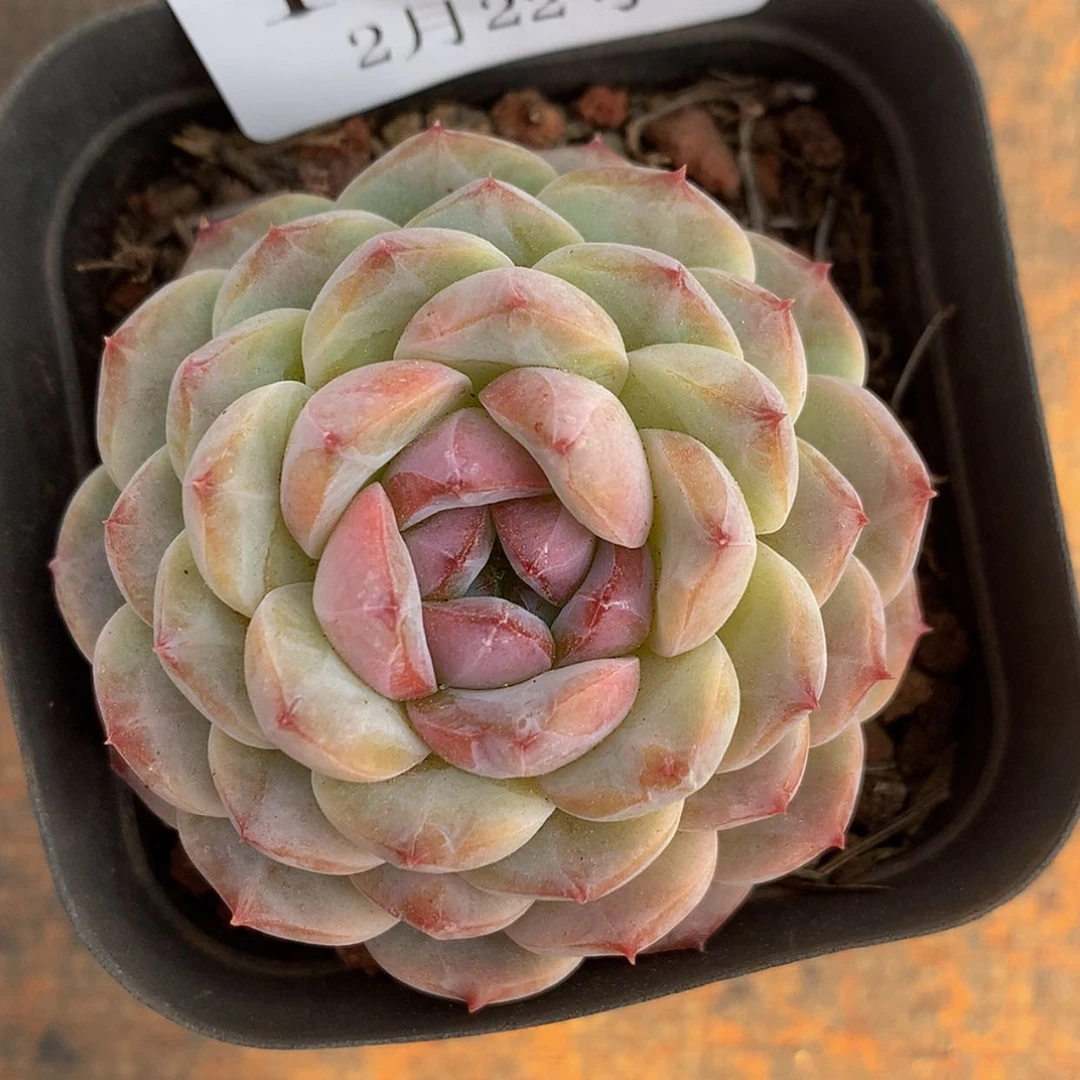 【闪购商品】云1311