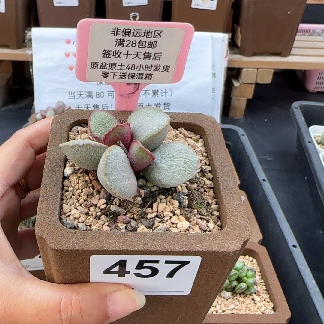 457琉璃多肉植物