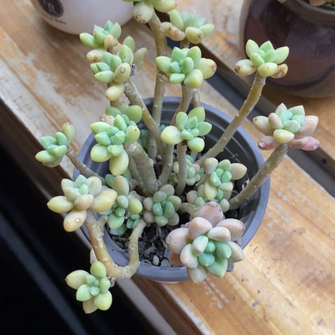 精品多肉一物一拍不包整183