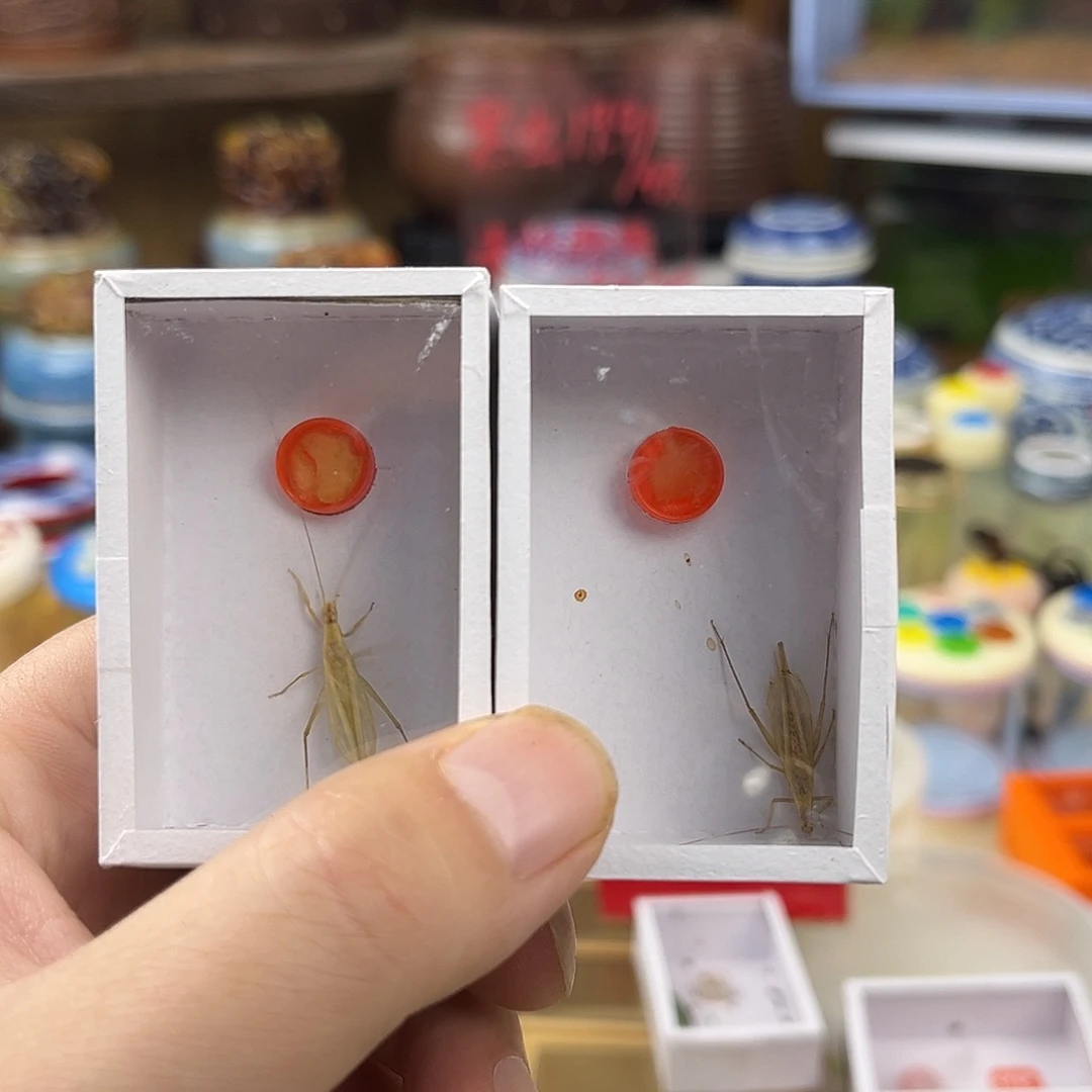 四条断须柬埔寨竹蛉