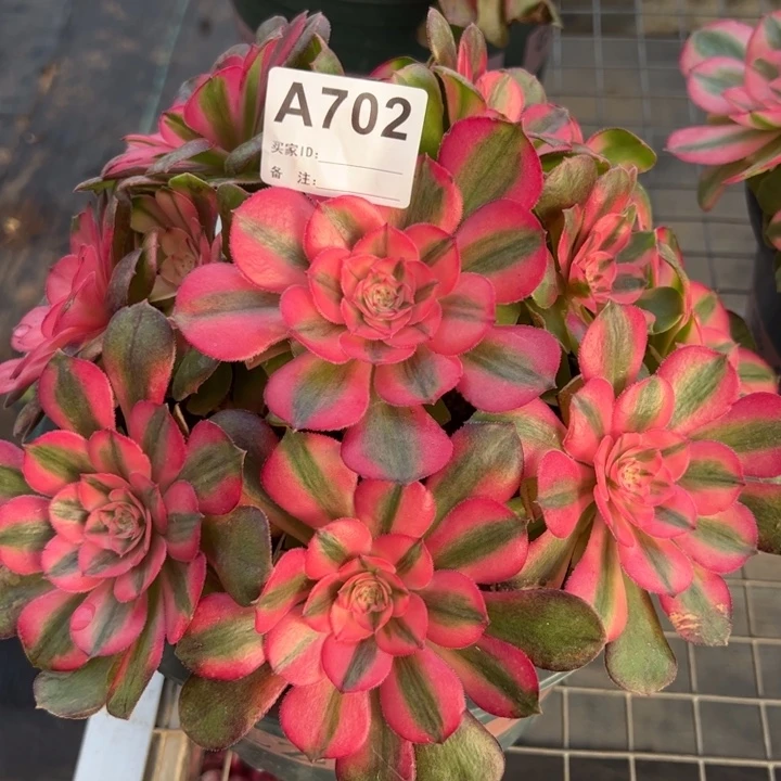 702荔枝22厘米左右